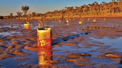 WesternPort-Mangroves